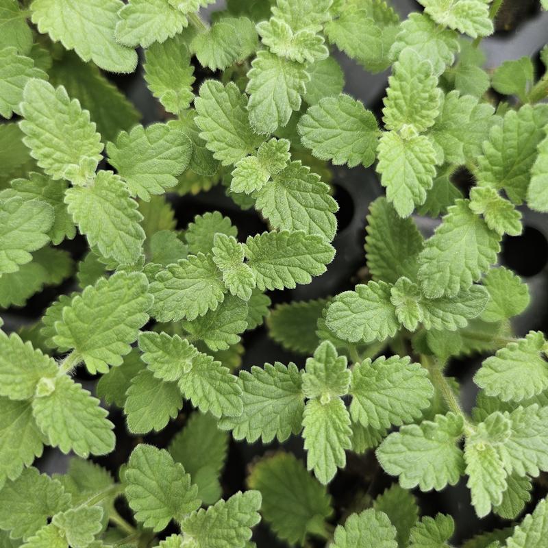 Nepeta racemosa 'Blue Wonder' - Catmint - Cellpack from Hillcrest Nursery