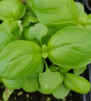 Ocimum basilicum 'Genovese' - Basil - Cellpack from Hillcrest Nursery