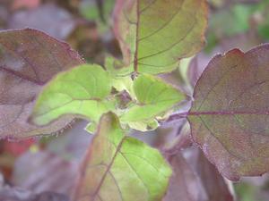 Ocimum tenuiflorium 'Holy - Sacred Red/Green' - Basil - Cellpack from Hillcrest Nursery