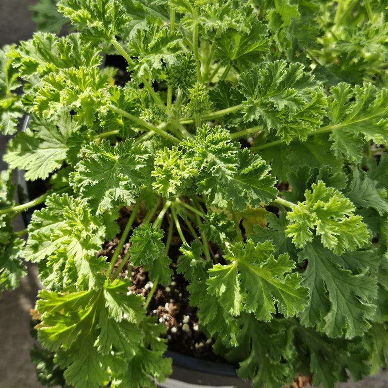 Pelargonium 'Concolor Lace' - Geranium Scented - Cellpack from Hillcrest Nursery