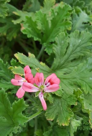 Pelargonium 'Red Flower Rose' - Geranium Scented - Cellpack from Hillcrest Nursery