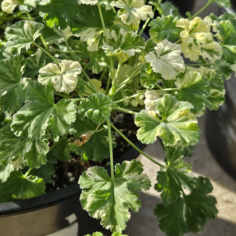 Pelargonium 'Snowy Nutmeg' - Geranium Scented - Cellpack from Hillcrest Nursery