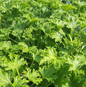 Pelargonium crispum 'Citronella' - Geranium Scented - Cellpack from Hillcrest Nursery