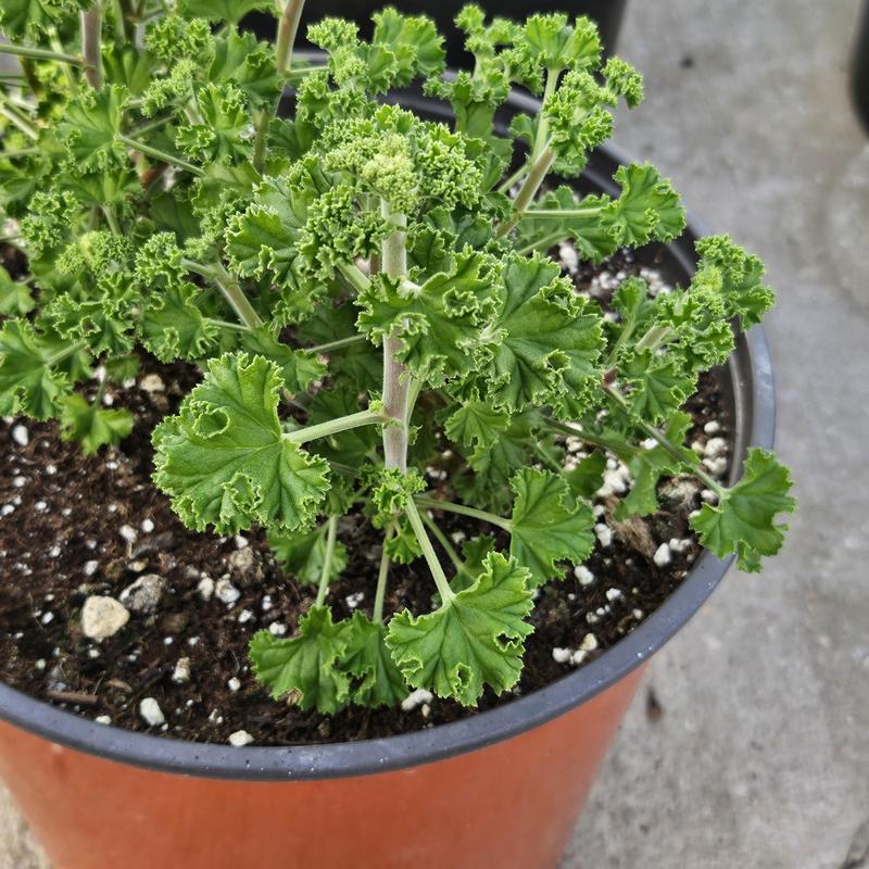 Pelargonium crispum 'Lemon' - Geranium Scented - Cellpack from Hillcrest Nursery