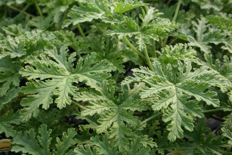 Pelargonium graveolens 'Old Fashioned Rose' - Geranium Scented - Cellpack from Hillcrest Nursery