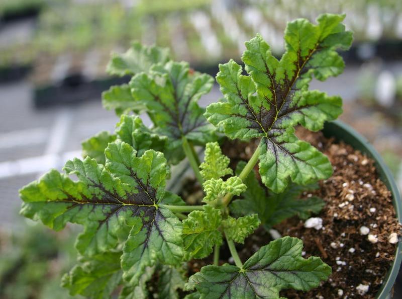 Pelargonium quercifolium 'Purple Unique' - Geranium Scented - Cellpack from Hillcrest Nursery