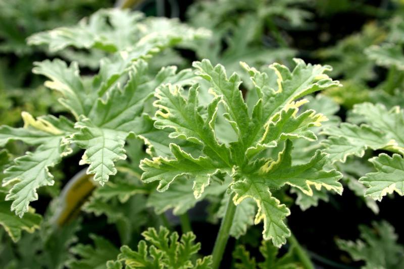 Pelargonium variegata 'Variegated Mint Rose' - Geranium Scented - Cellpack from Hillcrest Nursery