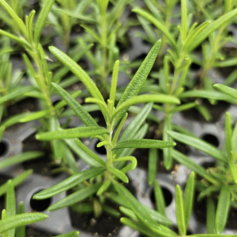 Rosmarinus officinalis 'Barbeque' - Rosemary - Cellpack from Hillcrest Nursery