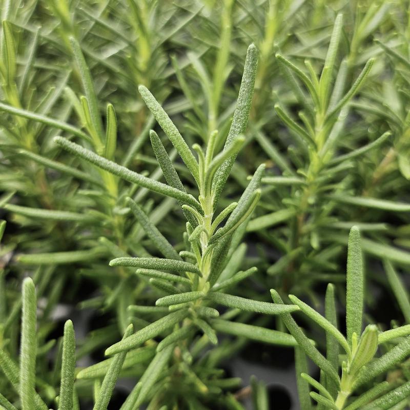 Rosmarinus officinalis 'Shady Acres' - Rosemary - Cellpack from Hillcrest Nursery