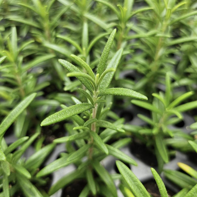 Rosmarinus officinalis 'Spice Island' - Rosemary - Cellpack from Hillcrest Nursery