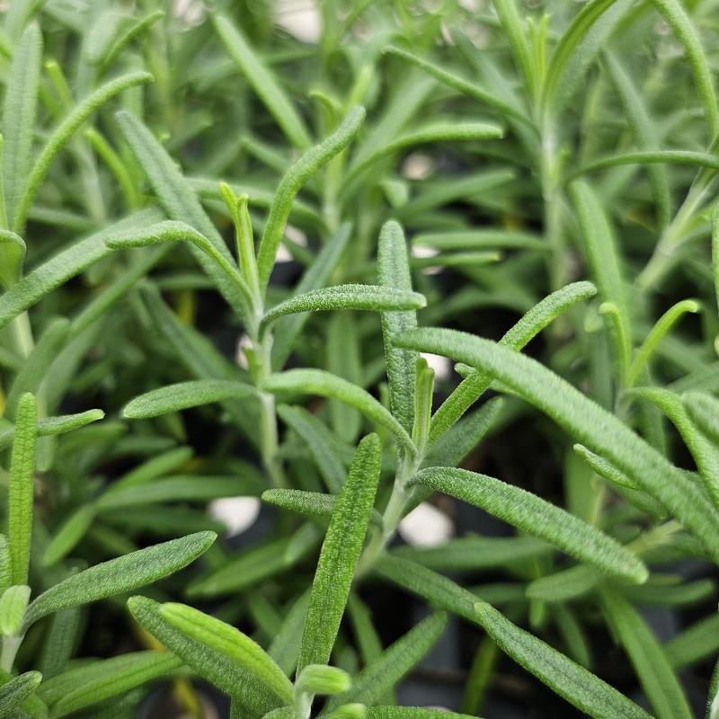 Rosmarinus officinalis 'Upright' - Rosemary - Cellpack from Hillcrest Nursery