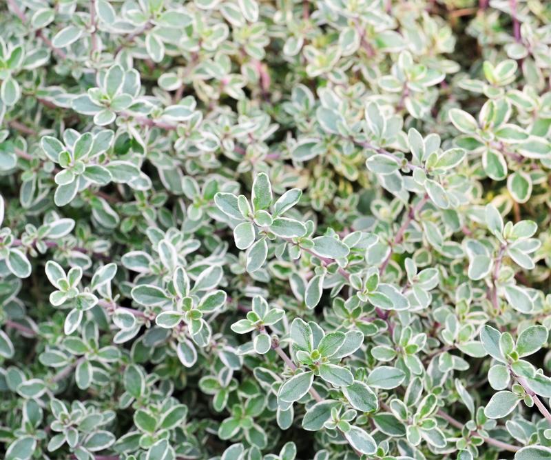 Thymus argentea 'Hi Ho' - Thyme - Cellpack from Hillcrest Nursery