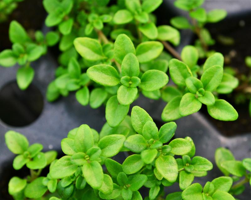 Thymus pulegiodes 'Archer's Gold' - Thyme - Cellpack from Hillcrest Nursery