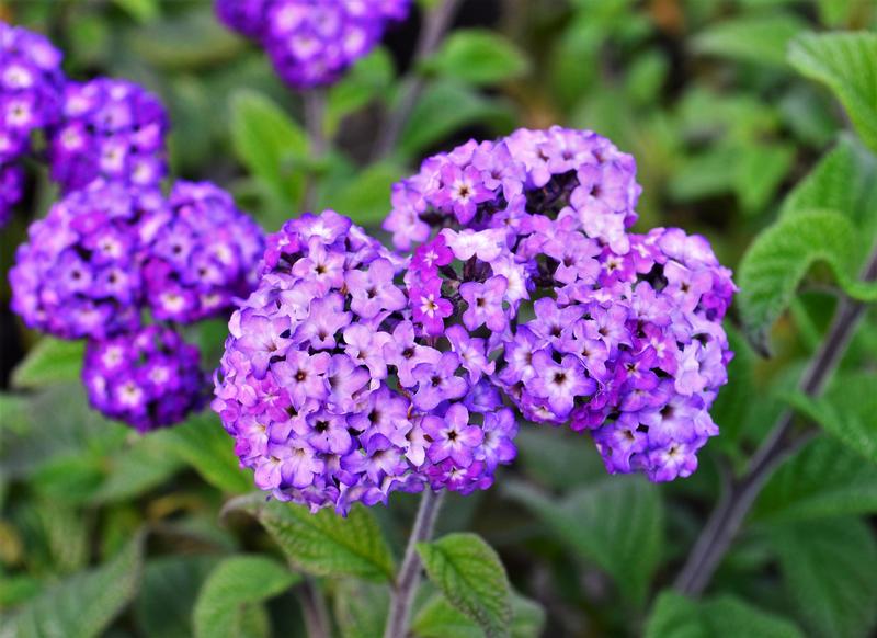 Heliotropium arborescens - Heliotrope - Cellpack from Hillcrest Nursery