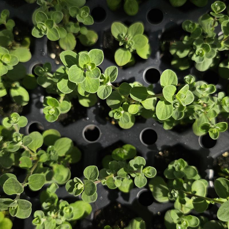 Origanum majoricum 'Greek' - Marjoram - Cellpack from Hillcrest Nursery