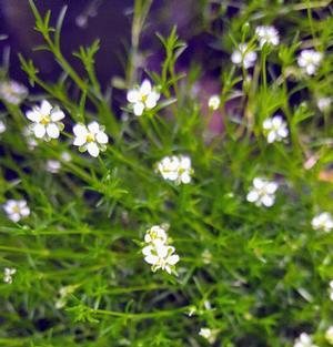 Sagina subulata 'Irish' - Moss Irish - Cellpack from Hillcrest Nursery