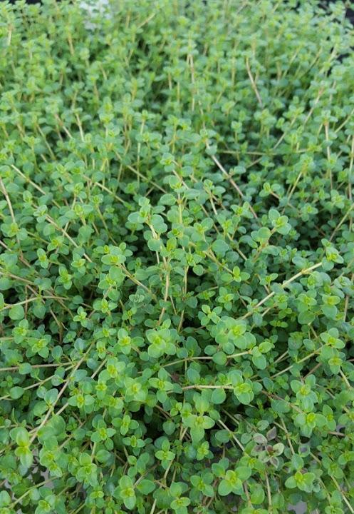 Thymus 'Caborn Wine and Roses' - Thyme - Cellpack from Hillcrest Nursery