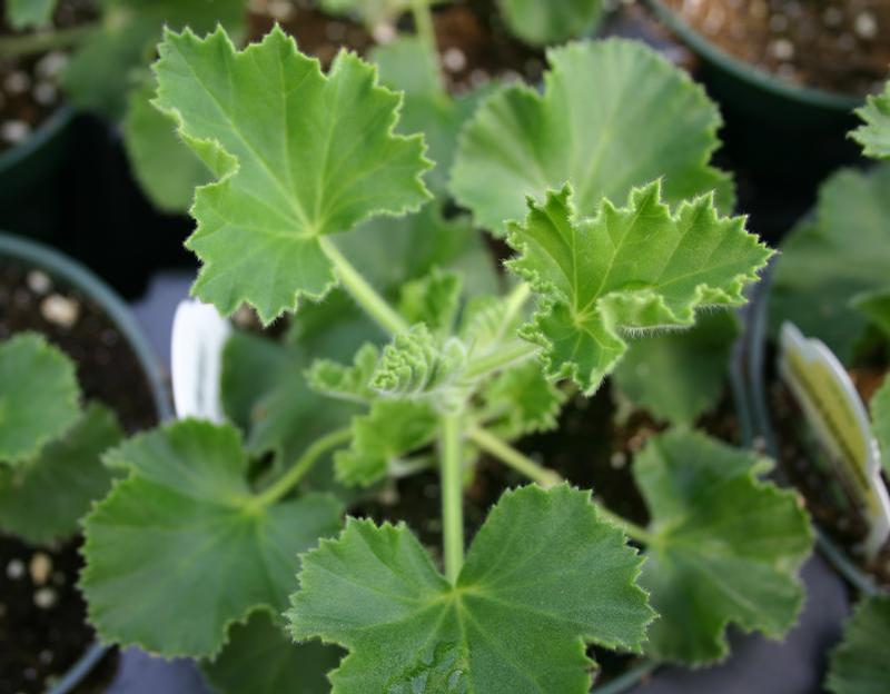 Pelargonium 'Ginger' - Geranium Scented - Cellpack from Hillcrest Nursery