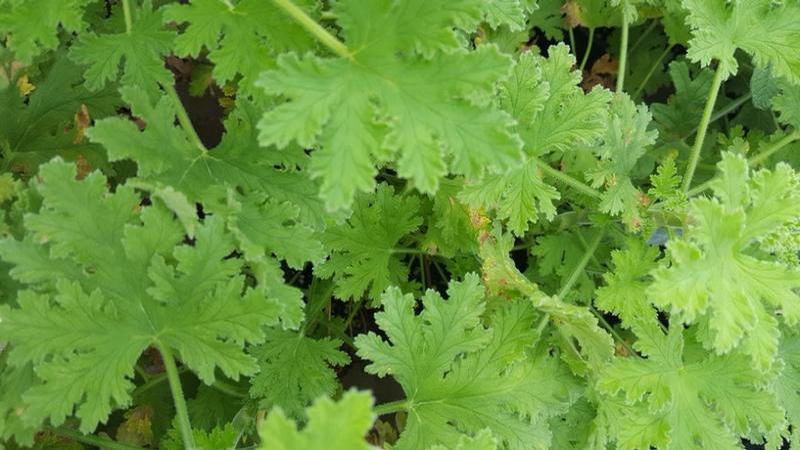 Pelargonium terebinithinaceum 'Little Gem' - Geranium Scented - Cellpack from Hillcrest Nursery