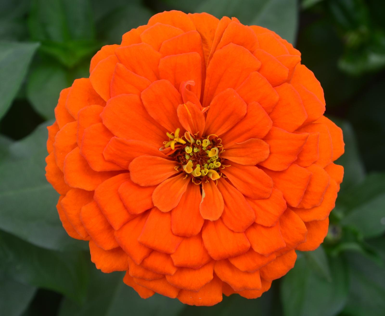 Zinnia Zesty 'Orange' - Zinnia from Hillcrest Nursery