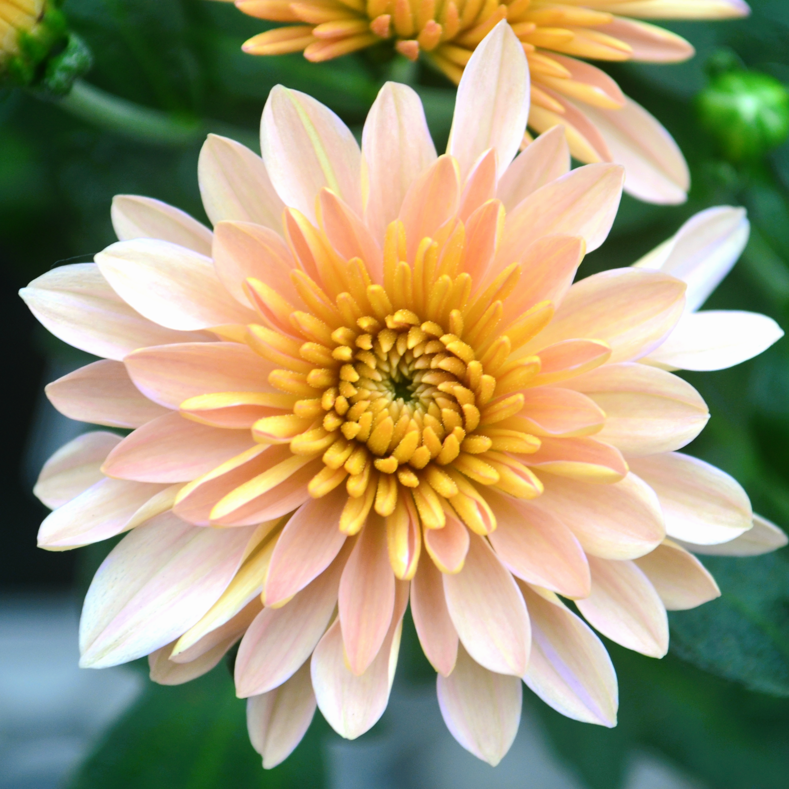 Chrysanthemum Fonti 'Coral' - Mum from Hillcrest Nursery