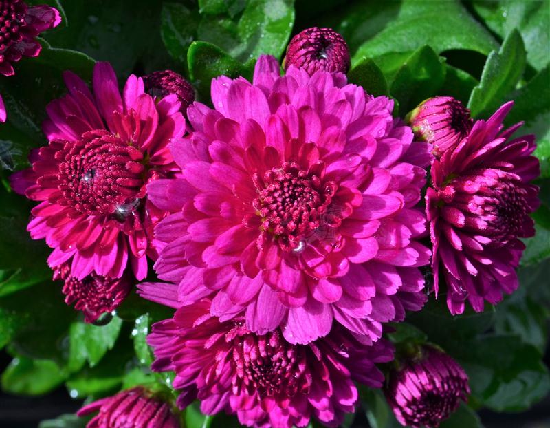 Chrysanthemum Soulsister 'Dark Pink' - Mum from Hillcrest Nursery