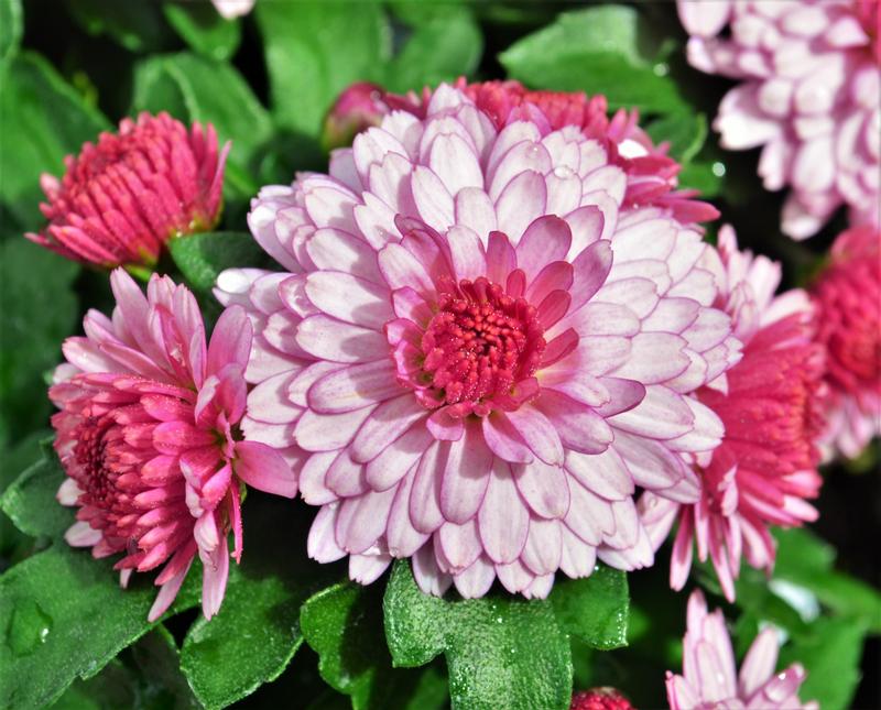 Chrysanthemum Soulsister 'Pink' - Mum from Hillcrest Nursery