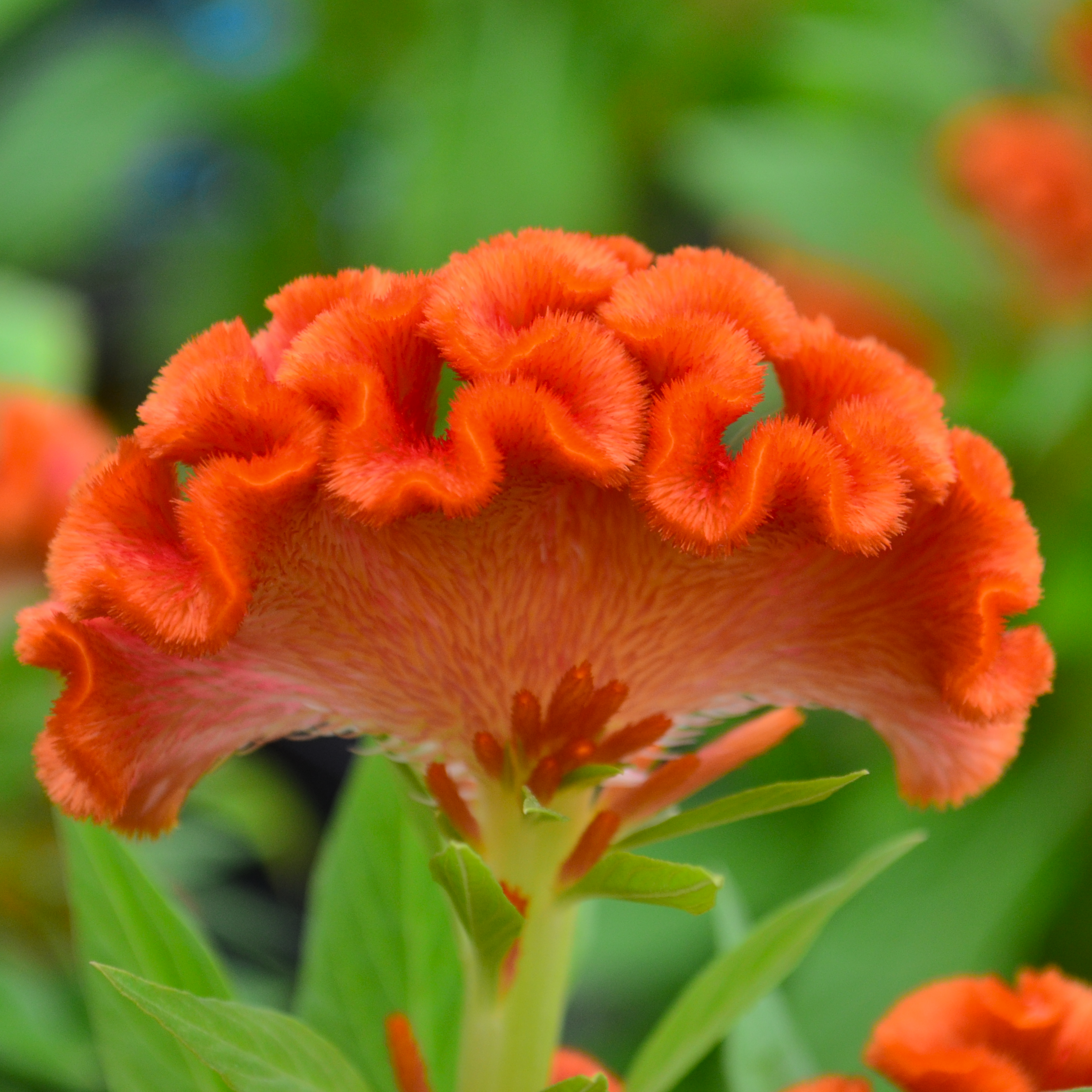 Celosia cristata Twisted 'Dark Orange' - Cockscomb from Hillcrest Nursery