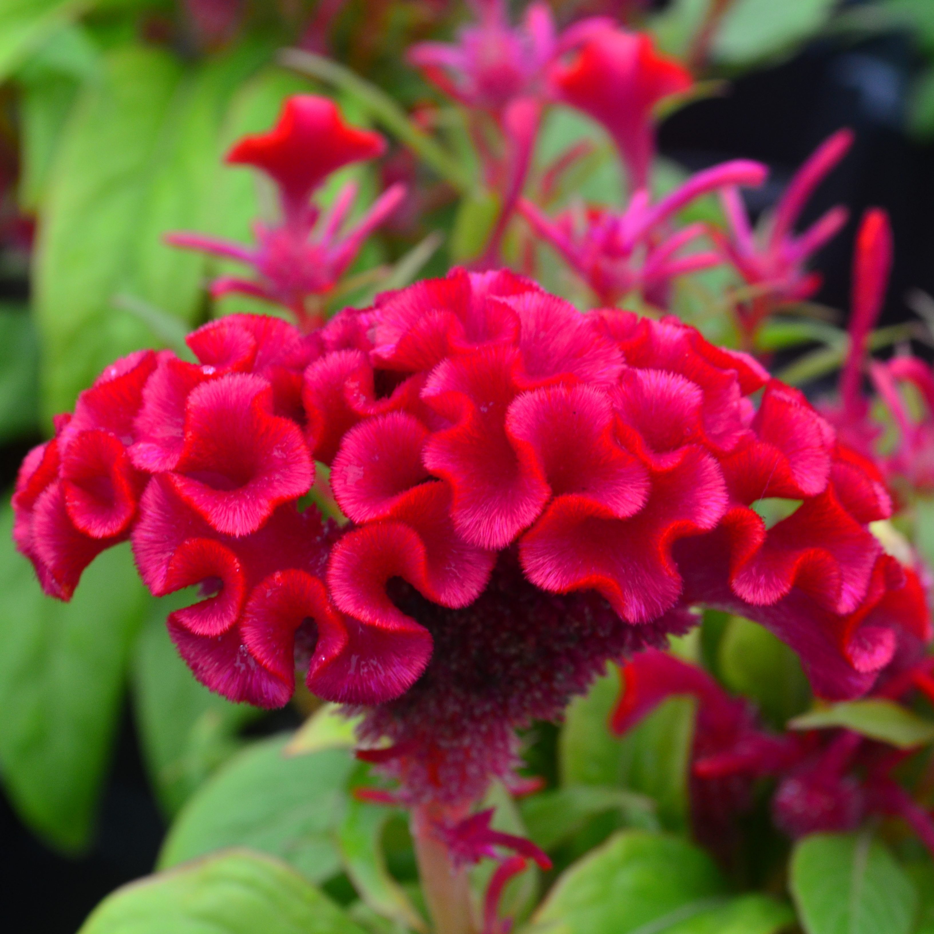 Celosia cristata Twisted 'Strawberry' - Cockscomb from Hillcrest Nursery