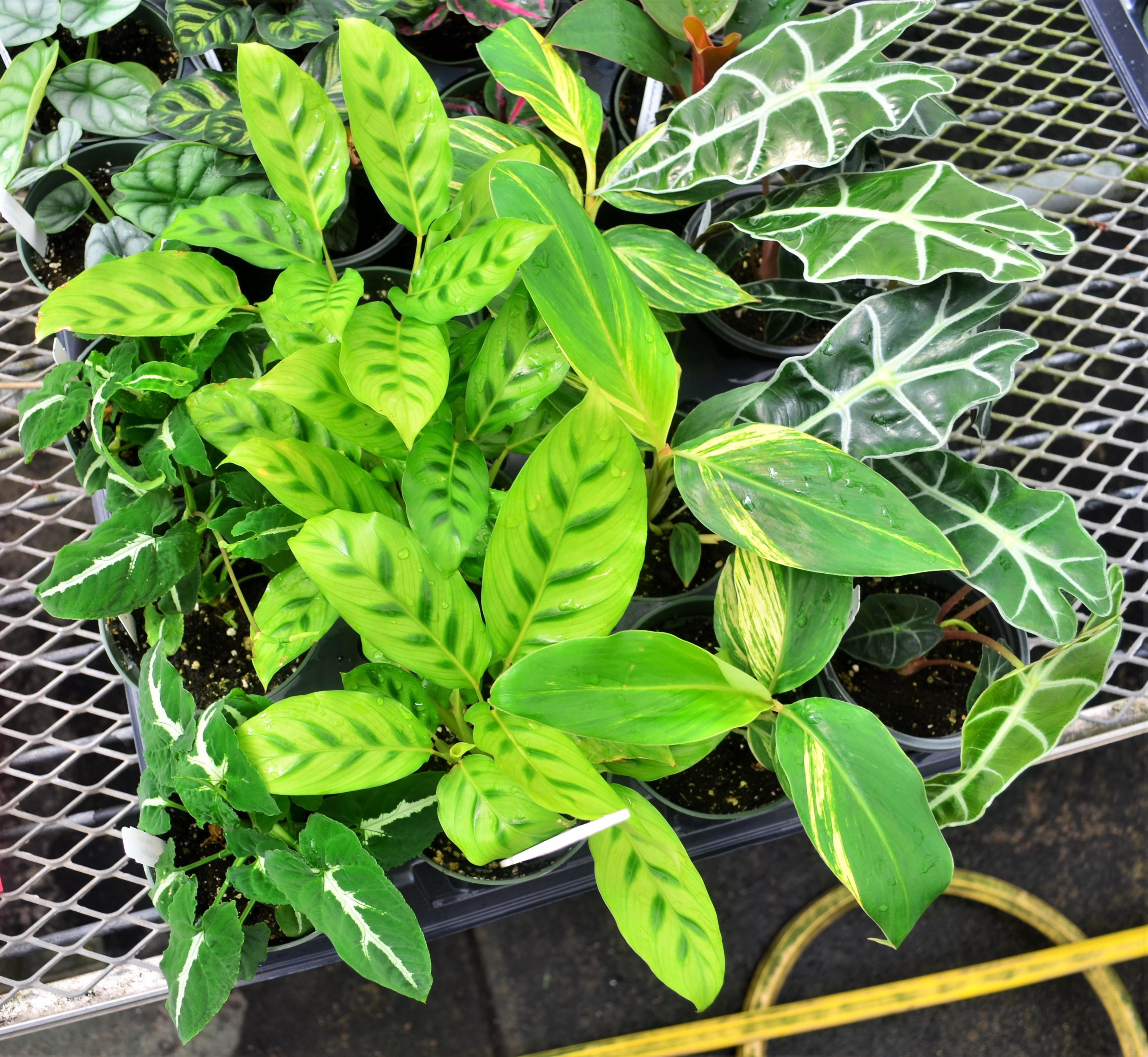 mixed-flat-assorted-foliage-premium-from-hillcrest-nursery