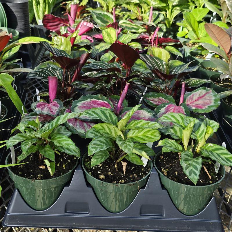 Calathea Assorted - Mixed Flat from Hillcrest Nursery