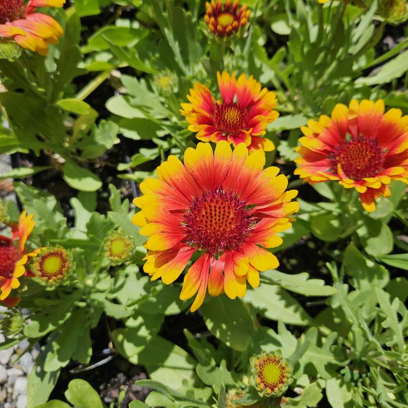 Gaillardia Spintop 'Red Starburst' - Blanket Flower from Hillcrest Nursery