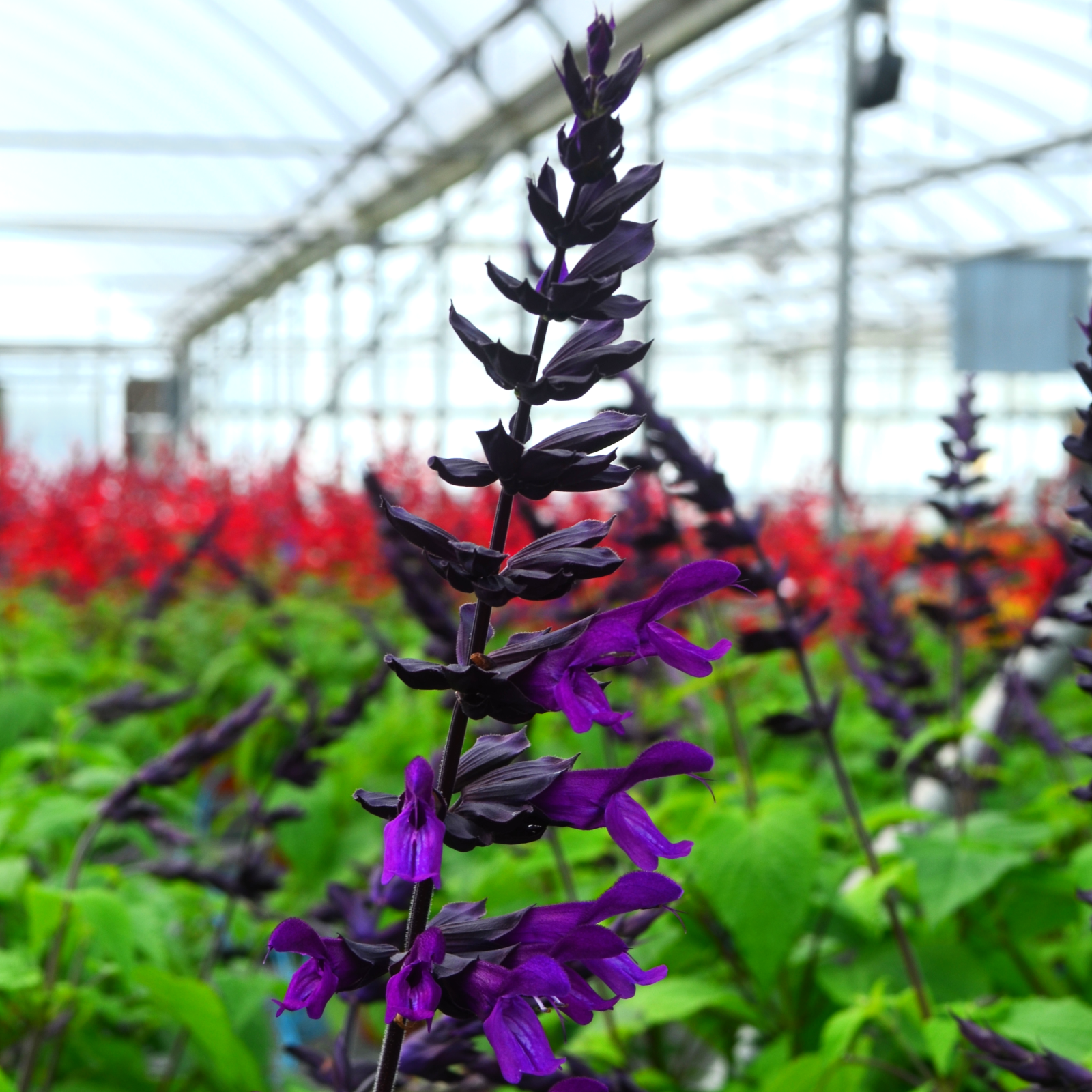 Salvia guaranitica 'Purple & Bloom' - Salvia from Hillcrest Nursery