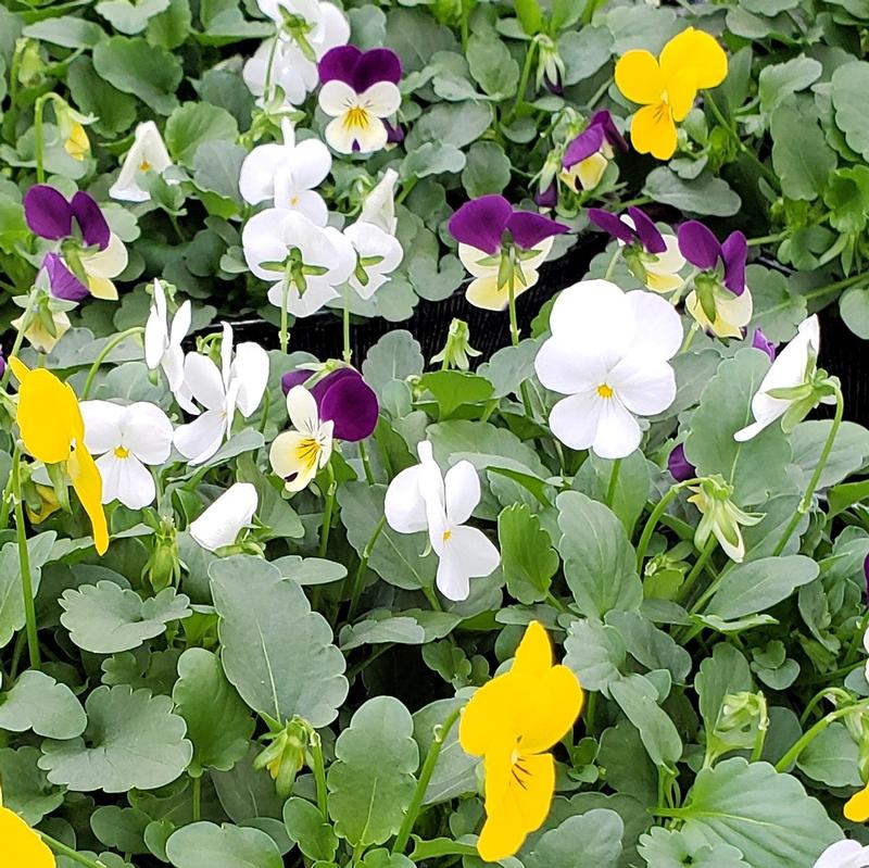 Viola cornuta 'Assorted' - from Hillcrest Nursery