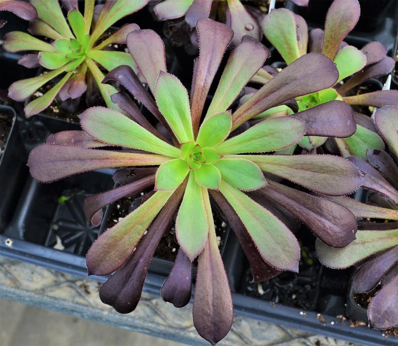 Aeonium Aeonium atropurpureum from Hillcrest Nursery