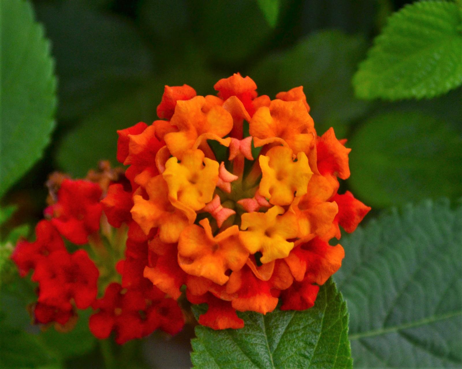 Lantana camara Bandolista 'Red Chili' - Lantana from Hillcrest Nursery