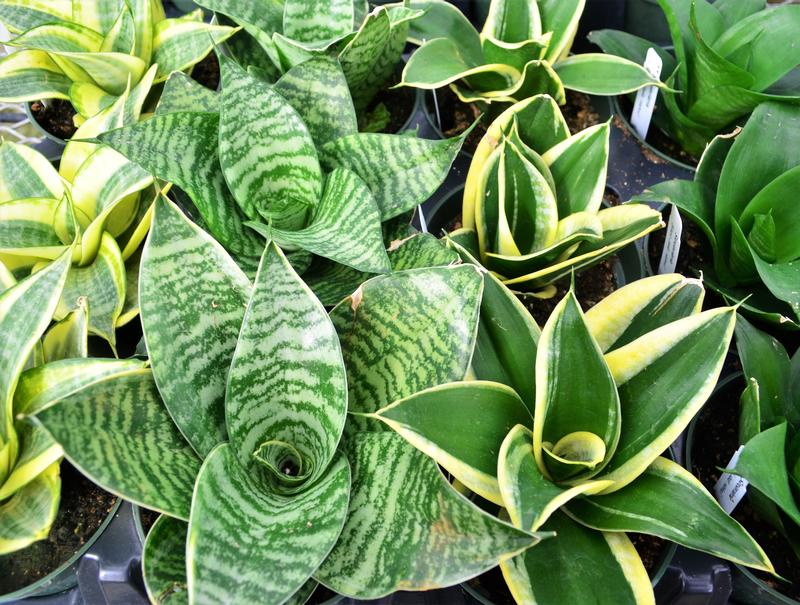 Sansieveria trifasciata 'Asst.' - Snake Plants Assorted Flat from Hillcrest Nursery