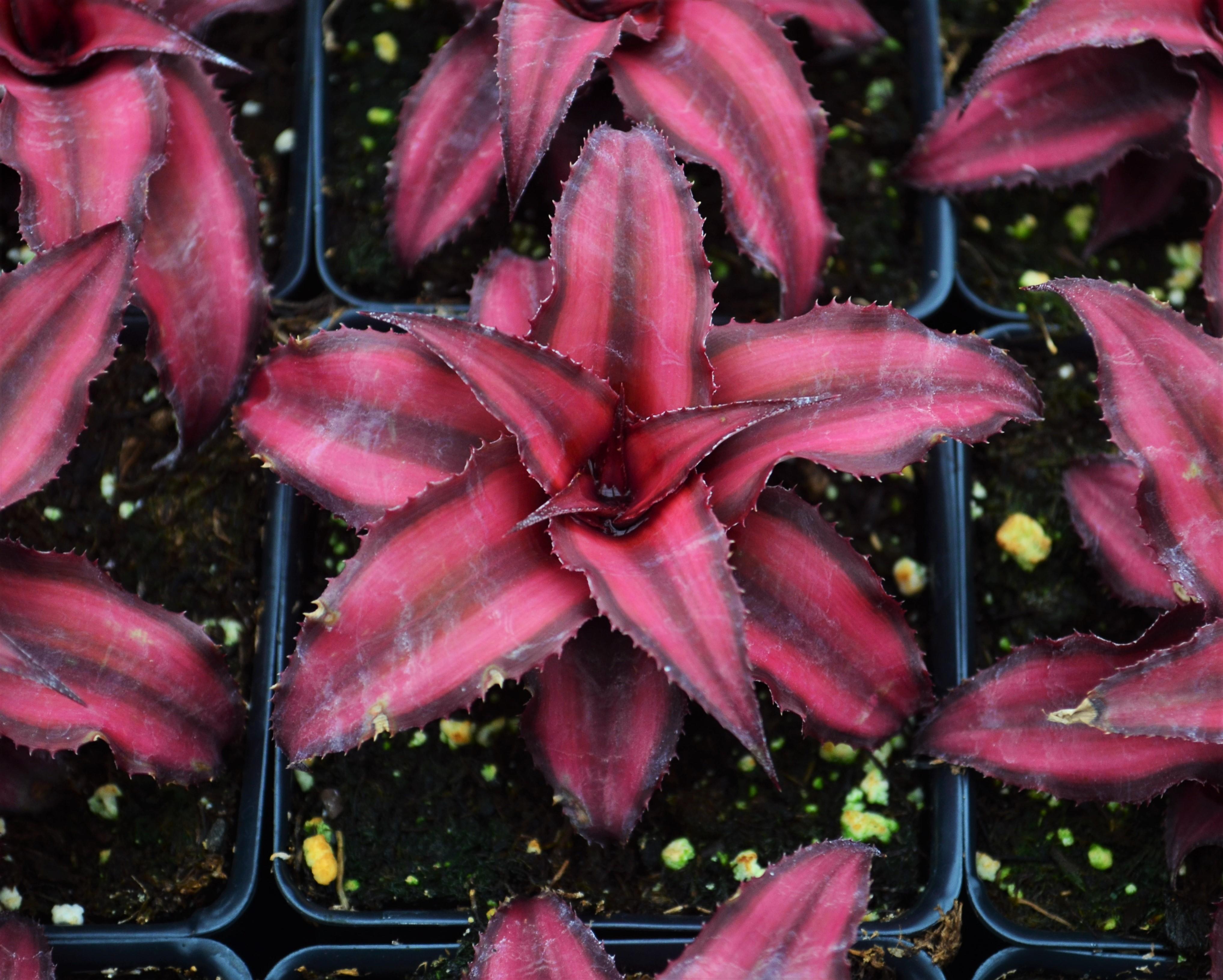 Cryptanthus 'Red Star' - Earth Star from Hillcrest Nursery