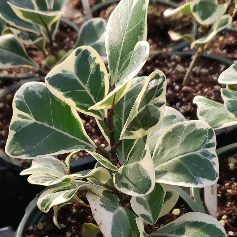 Variegated Ficus Ficus triangularis Variegatus from Hillcrest Nursery