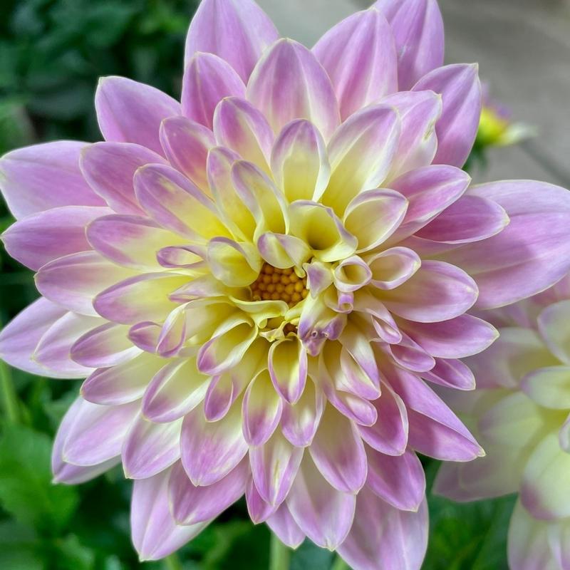 Dahlia La Bella Maggiore 'Fun Pastel' - Dahlia from Hillcrest Nursery