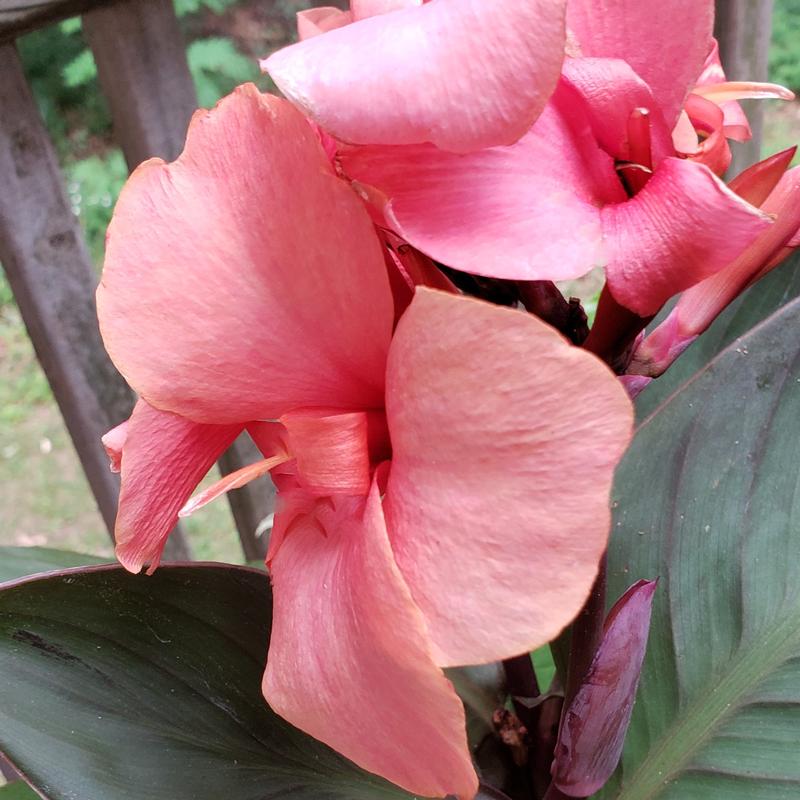 Canna x generalis Cannova 'Bronze Peach' - Canna Lily from Hillcrest Nursery