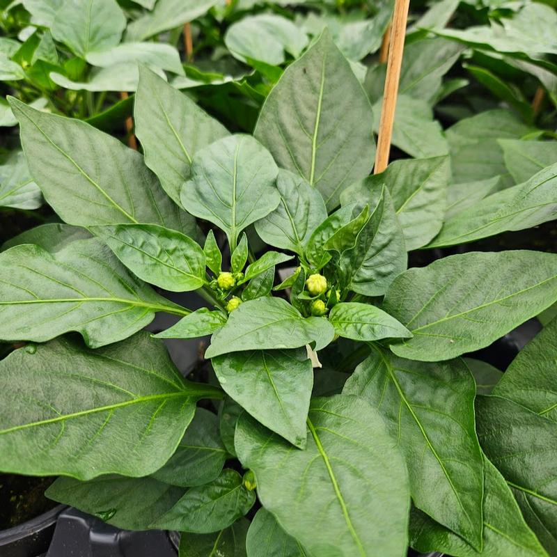 Capsicum annuum 'Red Baron' - Pepper - Bell Red from Hillcrest Nursery