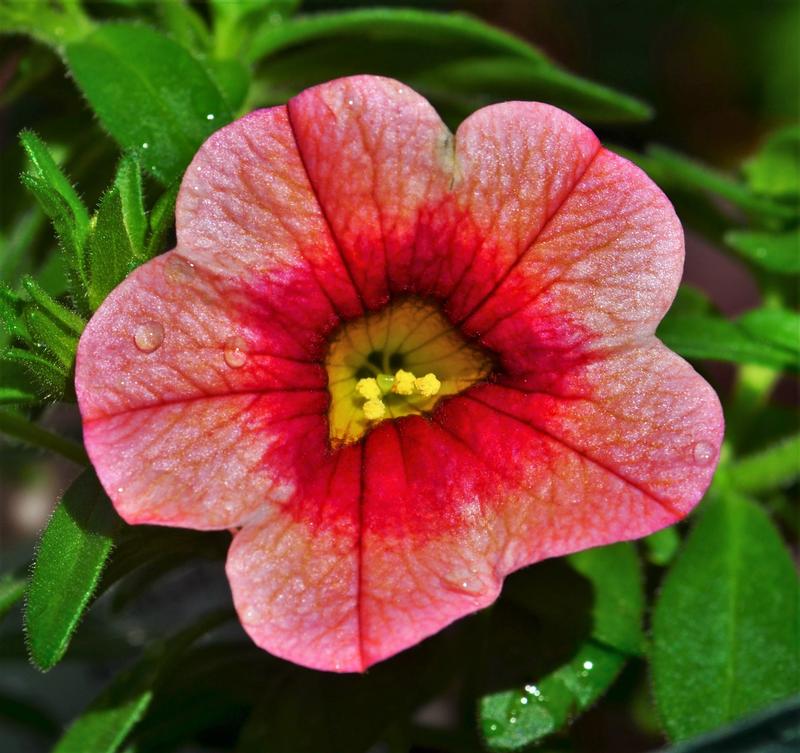 Calibrachoa Conga 'Orange Kiss' - Million Bells from Hillcrest Nursery