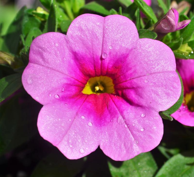 Calibrachoa Conga 'Pink Kiss' - Million Bells from Hillcrest Nursery