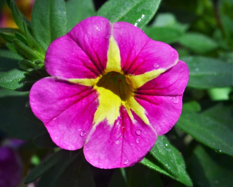 Million Bells Calibrachoa Pink Star from Hillcrest Nursery