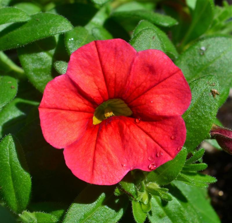 Calibrachoa Conga 'Red' - Million Bells from Hillcrest Nursery