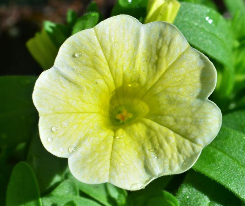 Calibrachoa Conga 'Yellow' - Million Bells from Hillcrest Nursery