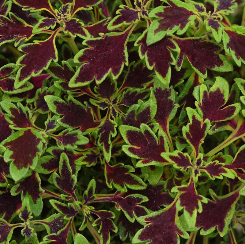 Coleus Solenostemon scutellarioides Matchsticks from Hillcrest Nursery