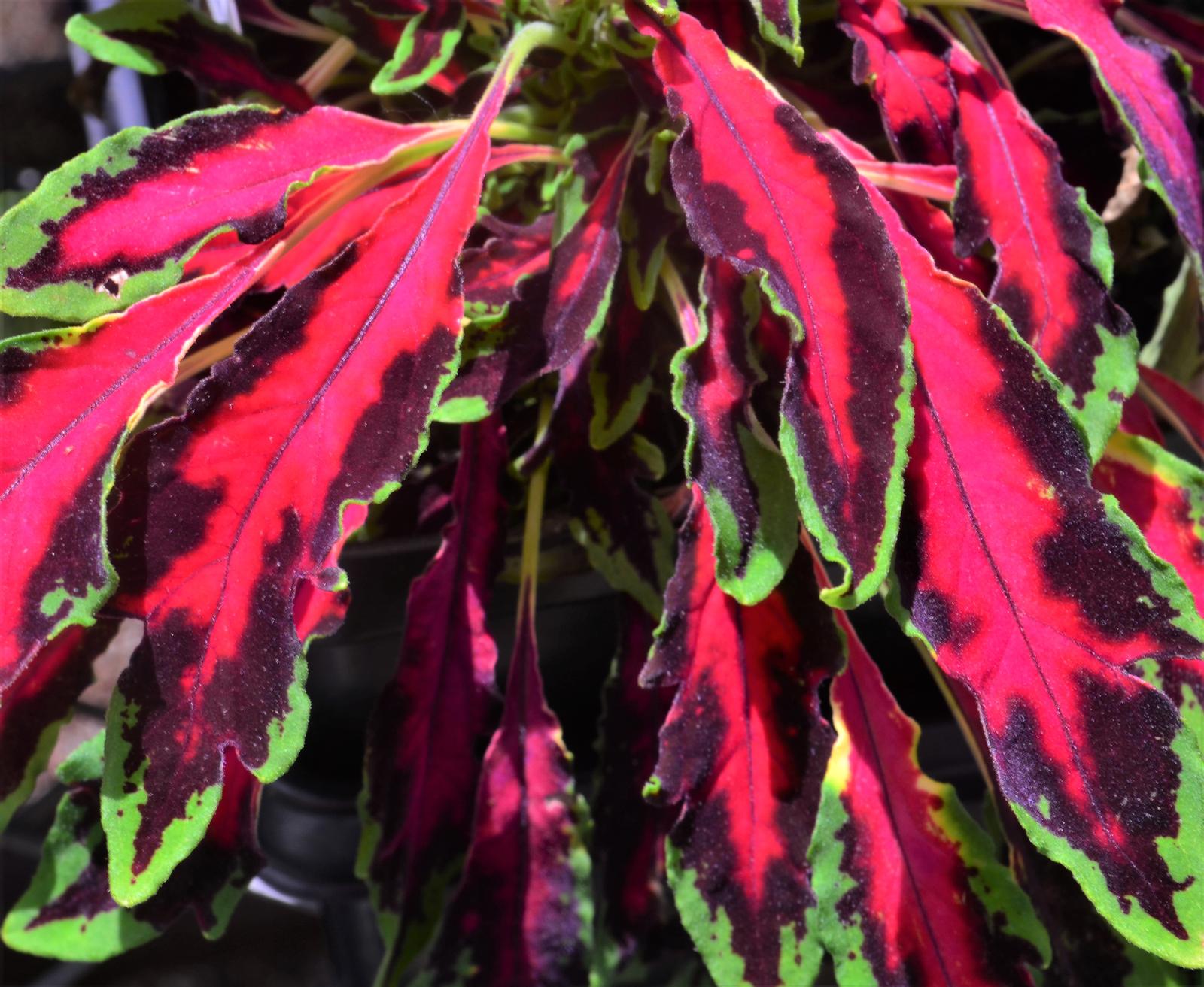 Solenostemon scutellarioides 'Spitfire' - Coleus from Hillcrest Nursery