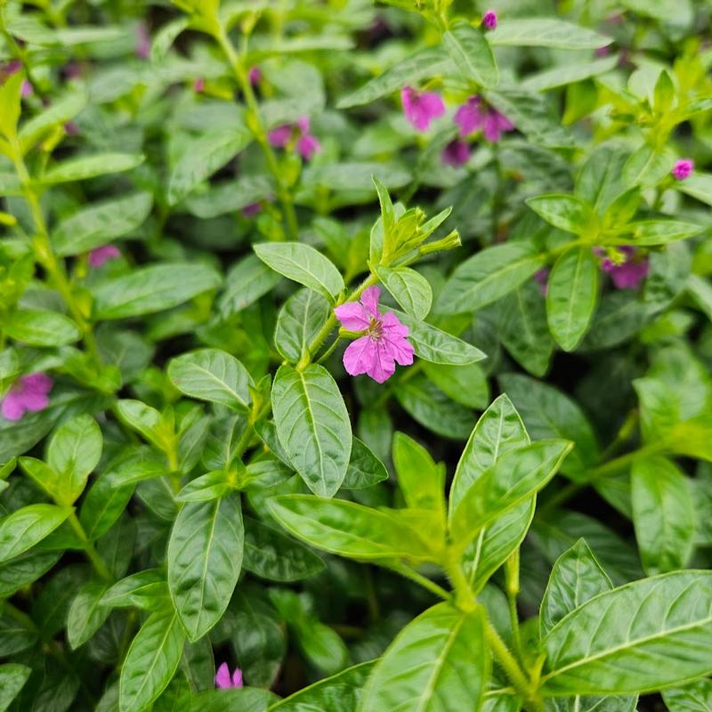 Cuphea 'Allyson' - Cuphea from Hillcrest Nursery